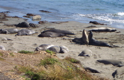 Elephant Seal Fighting Action