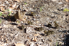 Make way for duckling
