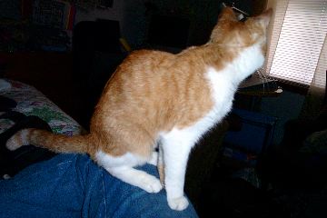 The cat is too skinny, he needs to stop reading all those women's magazines